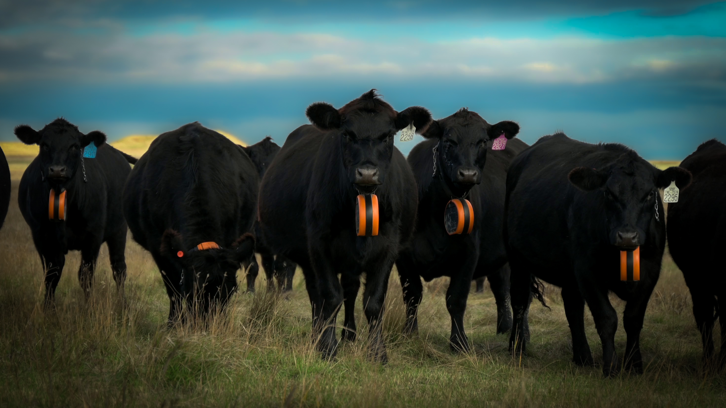 Cows wearing VF devices