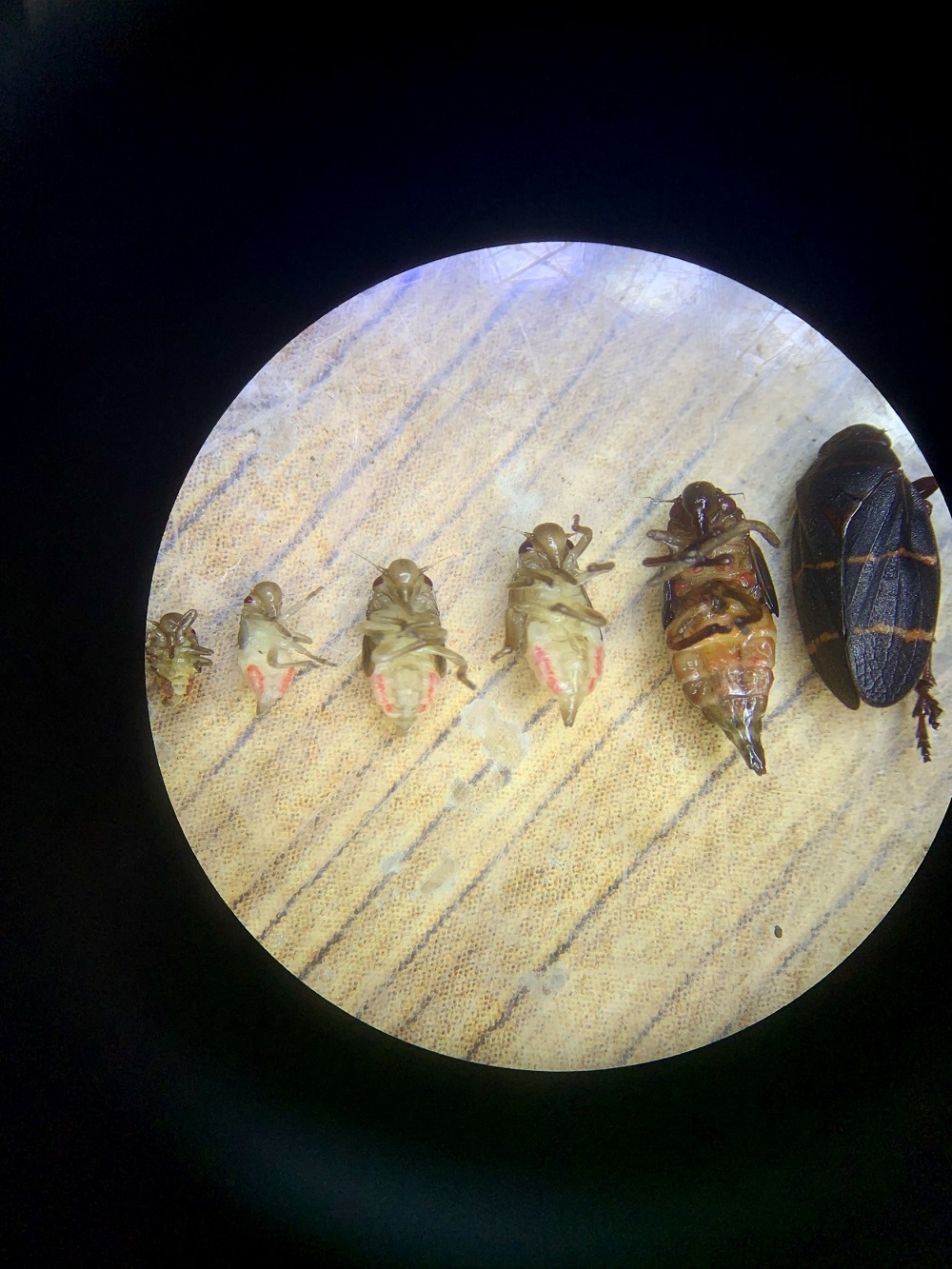 Spittle Bug Life Stages pc: Shannon Wilson