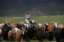 mongolia rancher