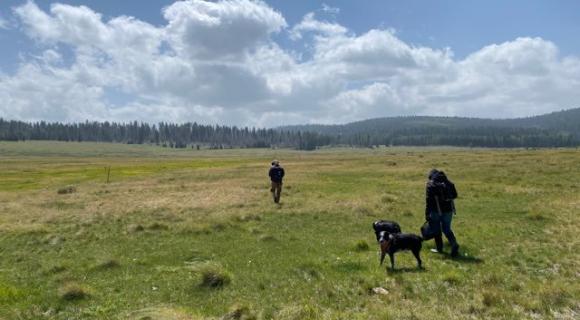 Hikers with dogs in open grassland
