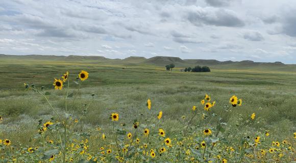 Sunflowers and grassland at Agate Fossil Beds, Nebraska