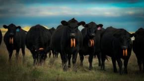 cows wearing vf devices