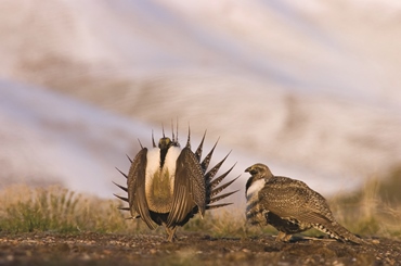 sage-grouse image