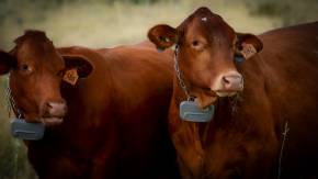 cows wearing vf devices