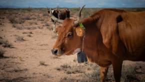 cow wearing VF device