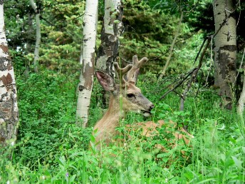Deer in aspens
