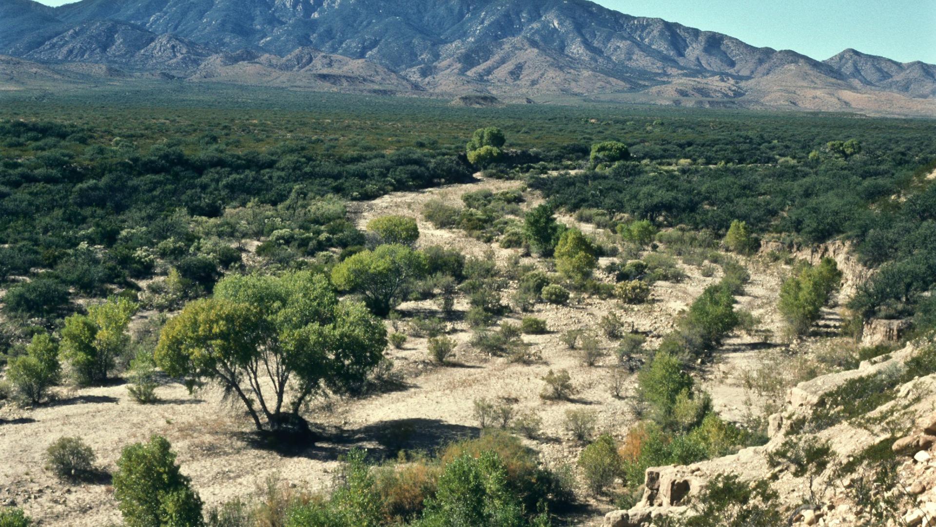Arizona rangeland