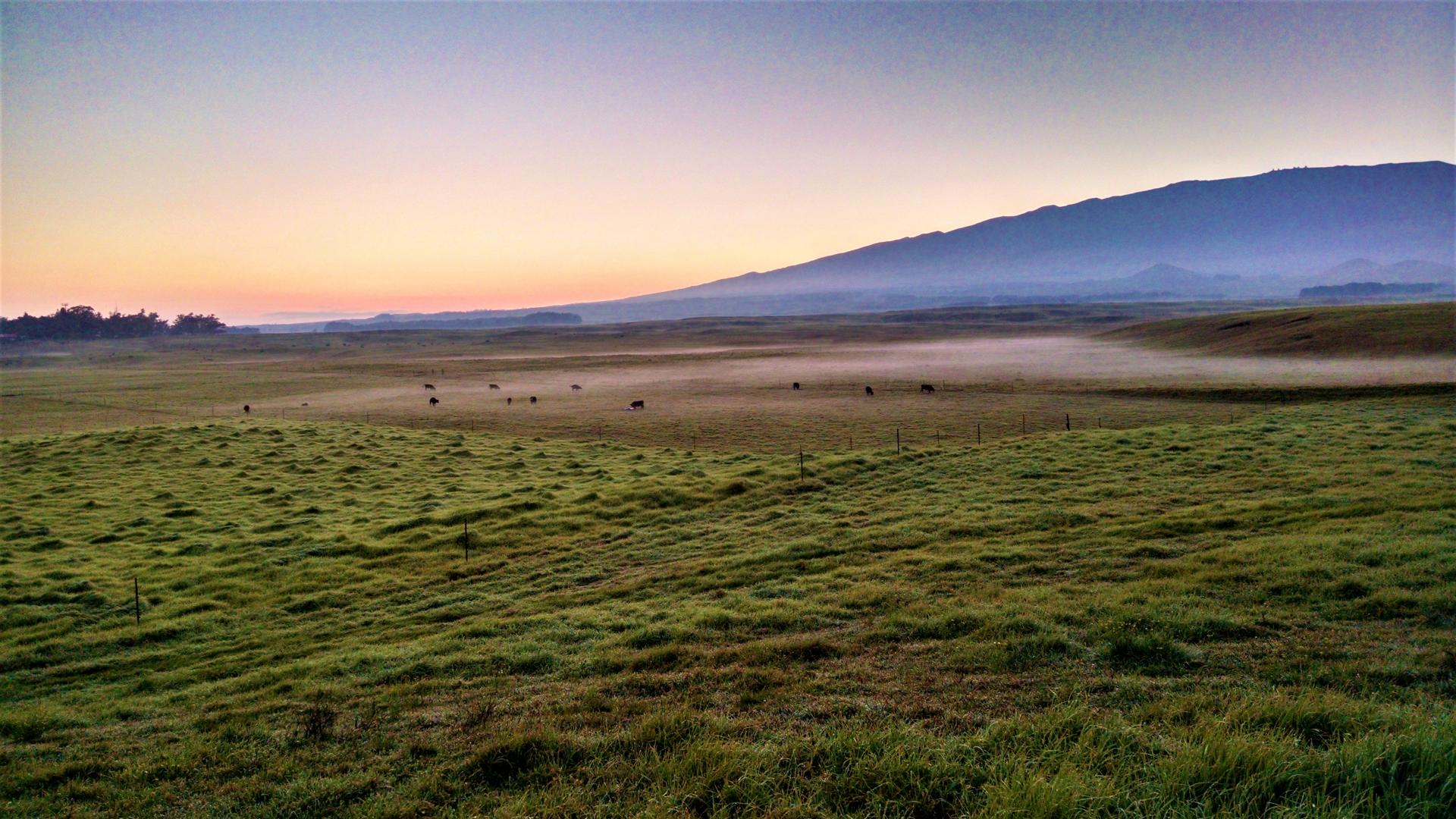 Hawaii Rangeland Morning