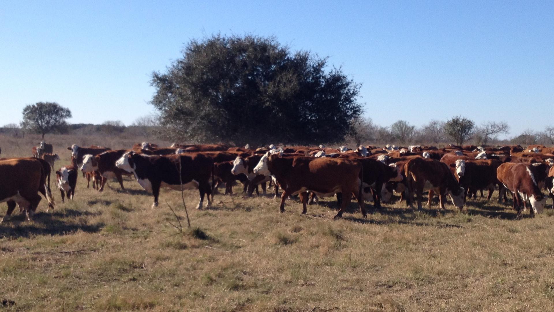 Herd of cattle on Texas rangeland