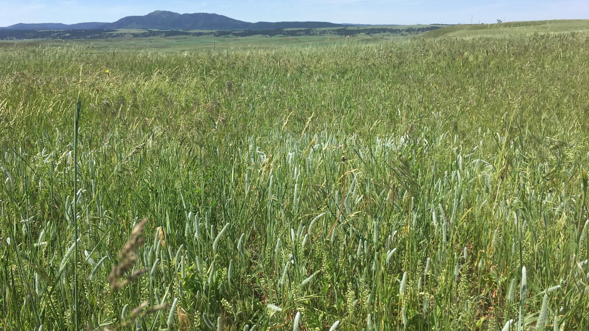 Partner State Resources South Dakota Rangelands | Rangelands Gateway