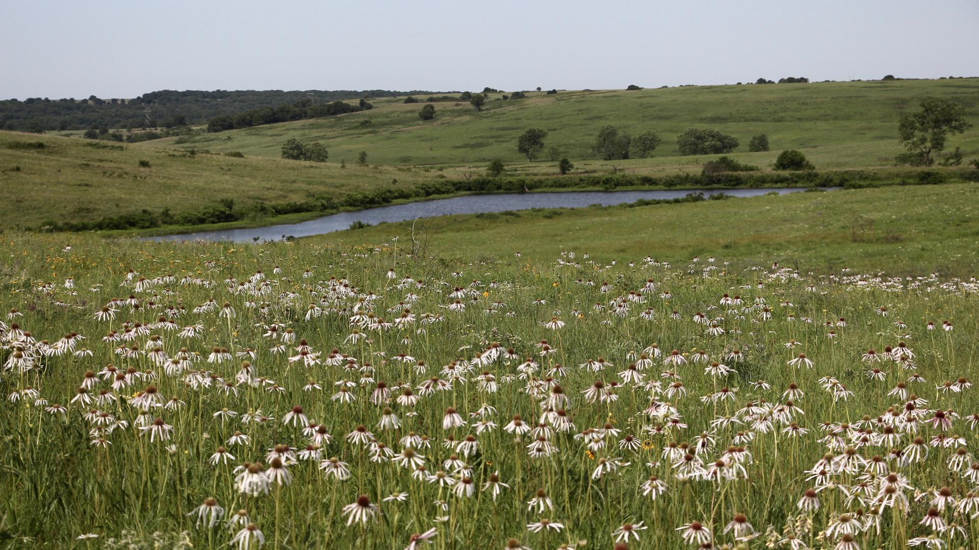 Pasture of native plants