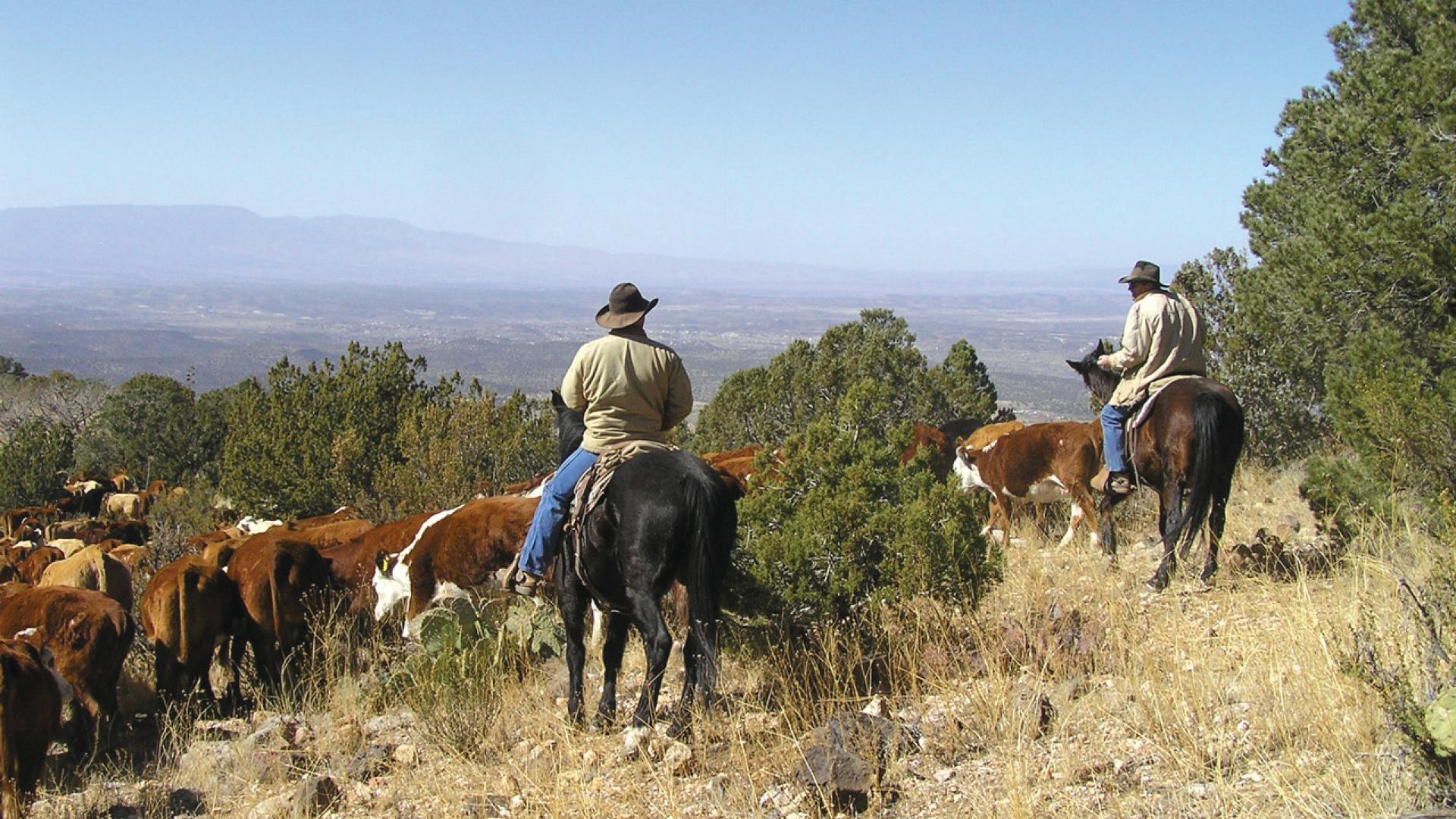 Cattle being herded by cowboys on horseback