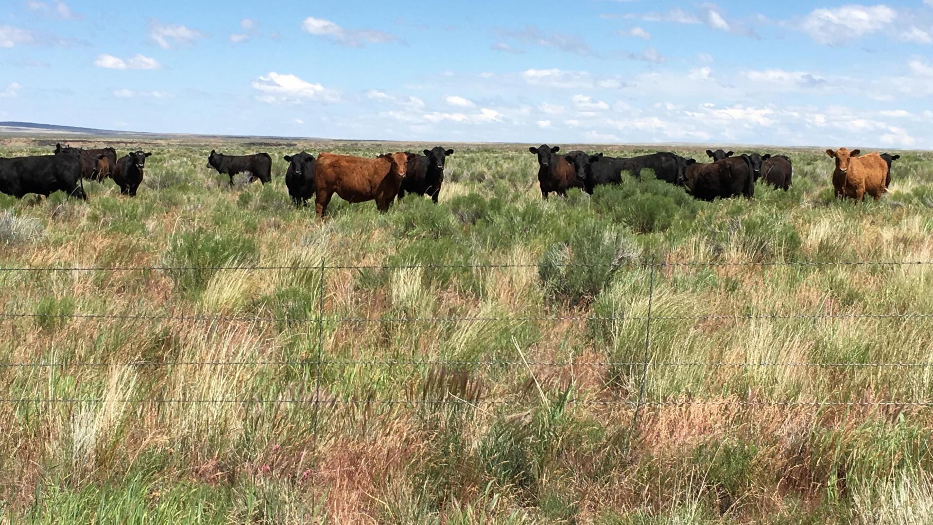 image of cattle on rangelands