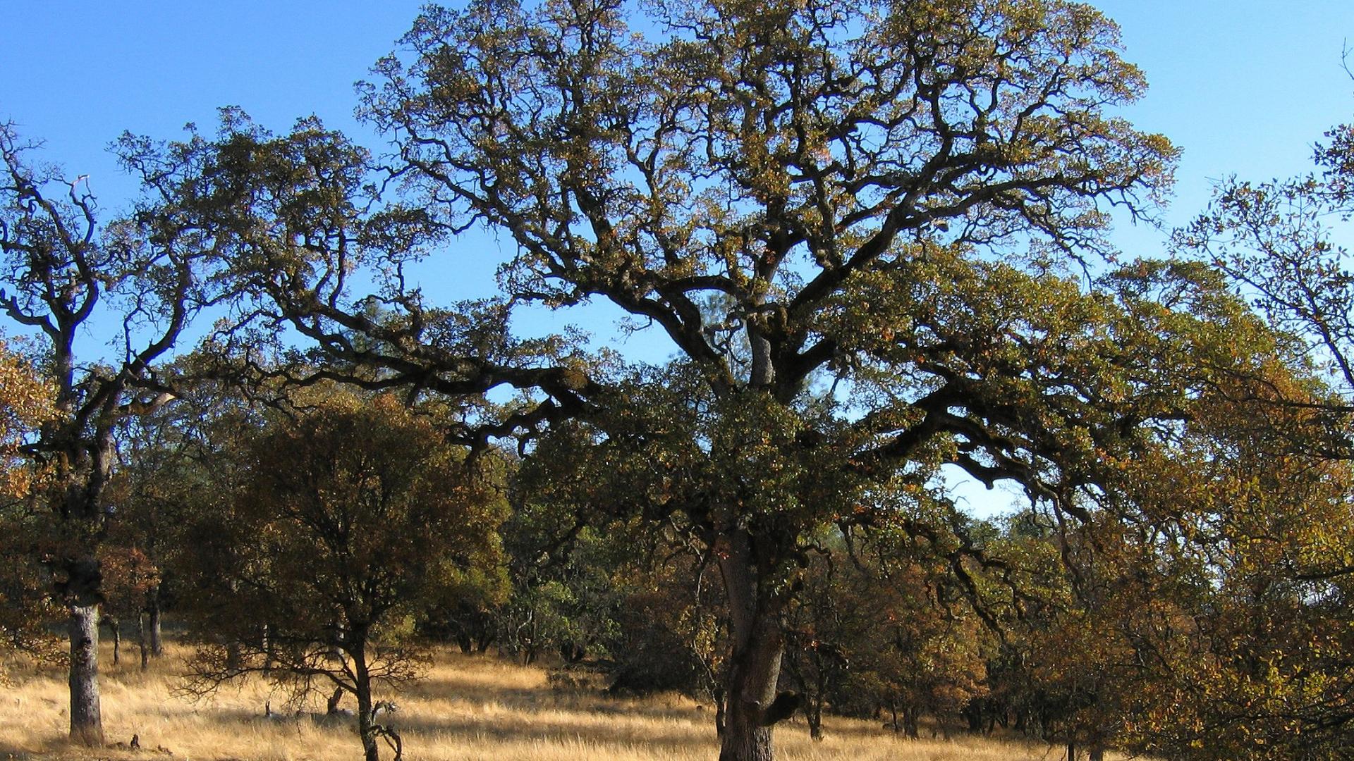 blue oak tree