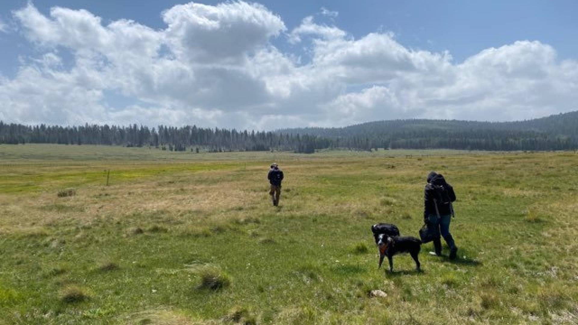 Hikers with dogs in open grassland