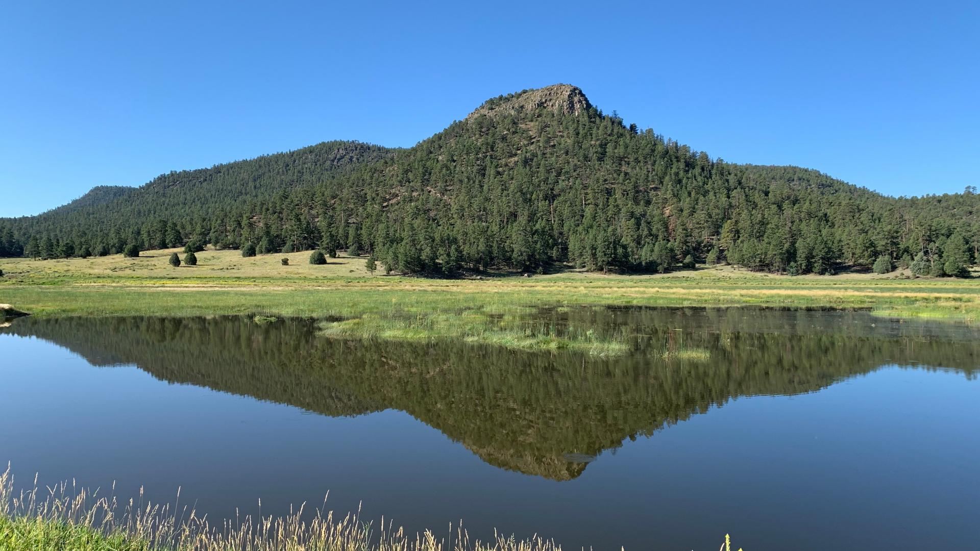 image of New Mexico Apache Forest