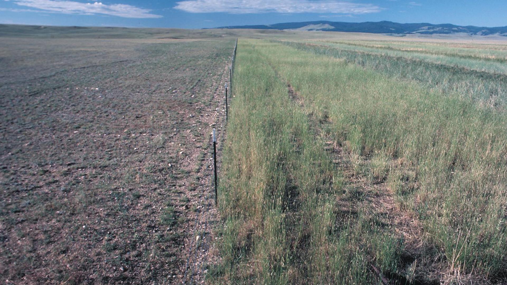 image of grazed rangeland