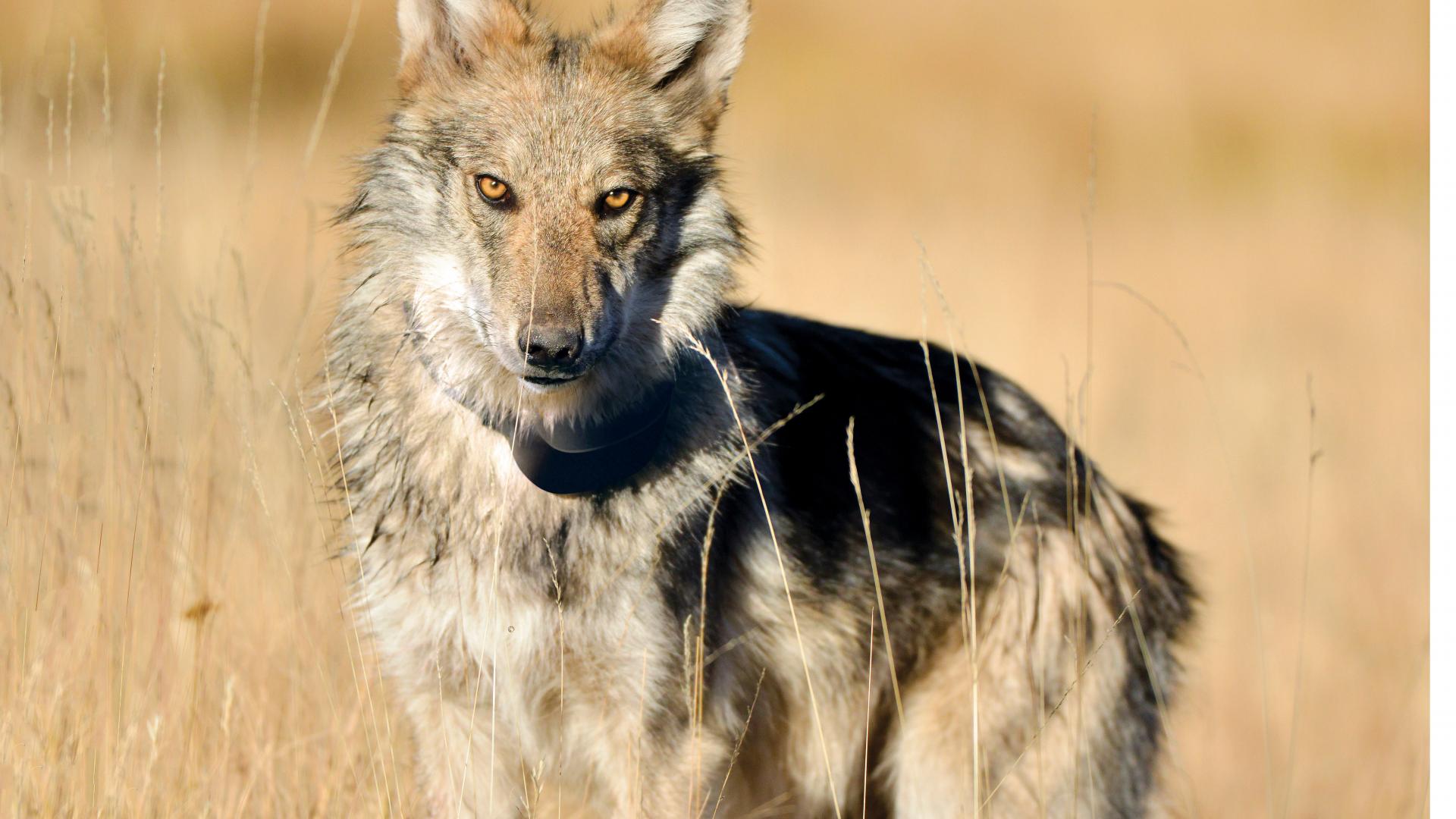 Mexican Gray wolf starting at camera