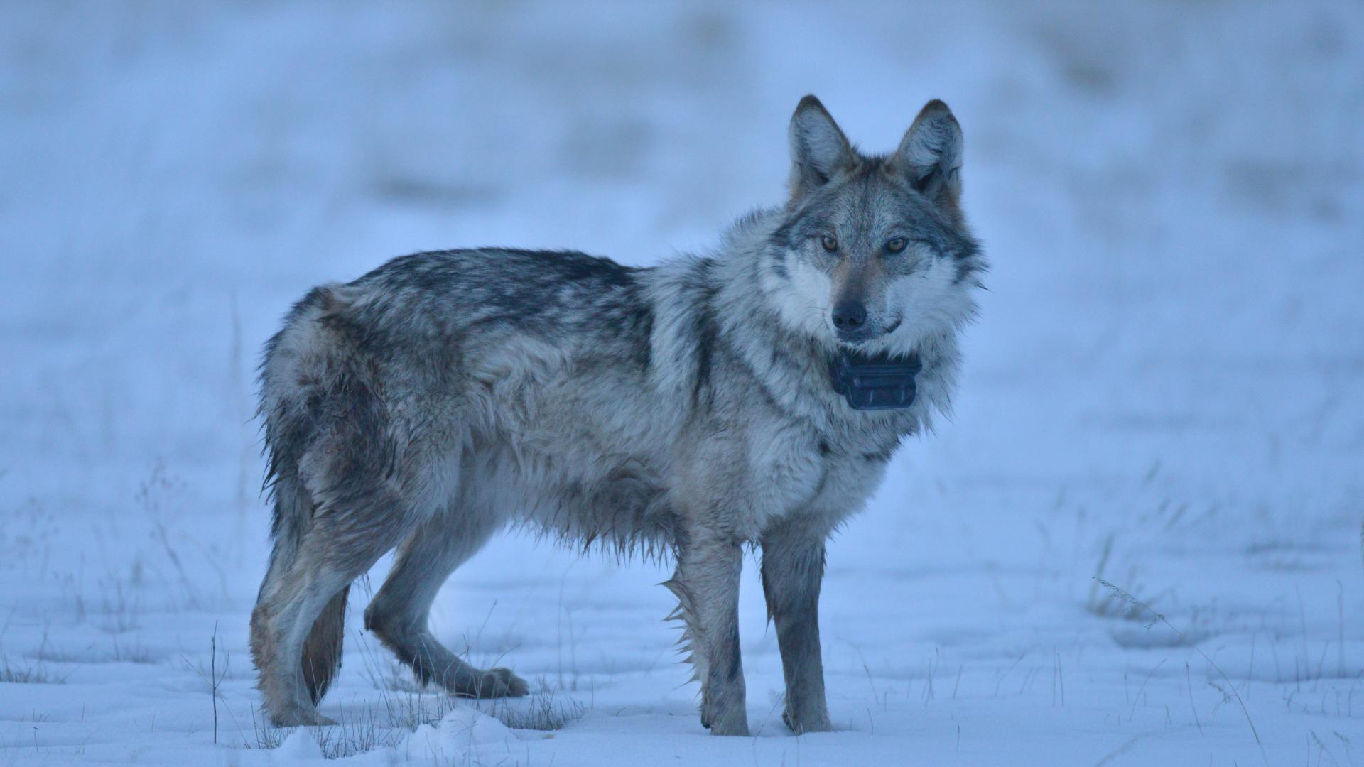 Mexican Gray wolf in snow