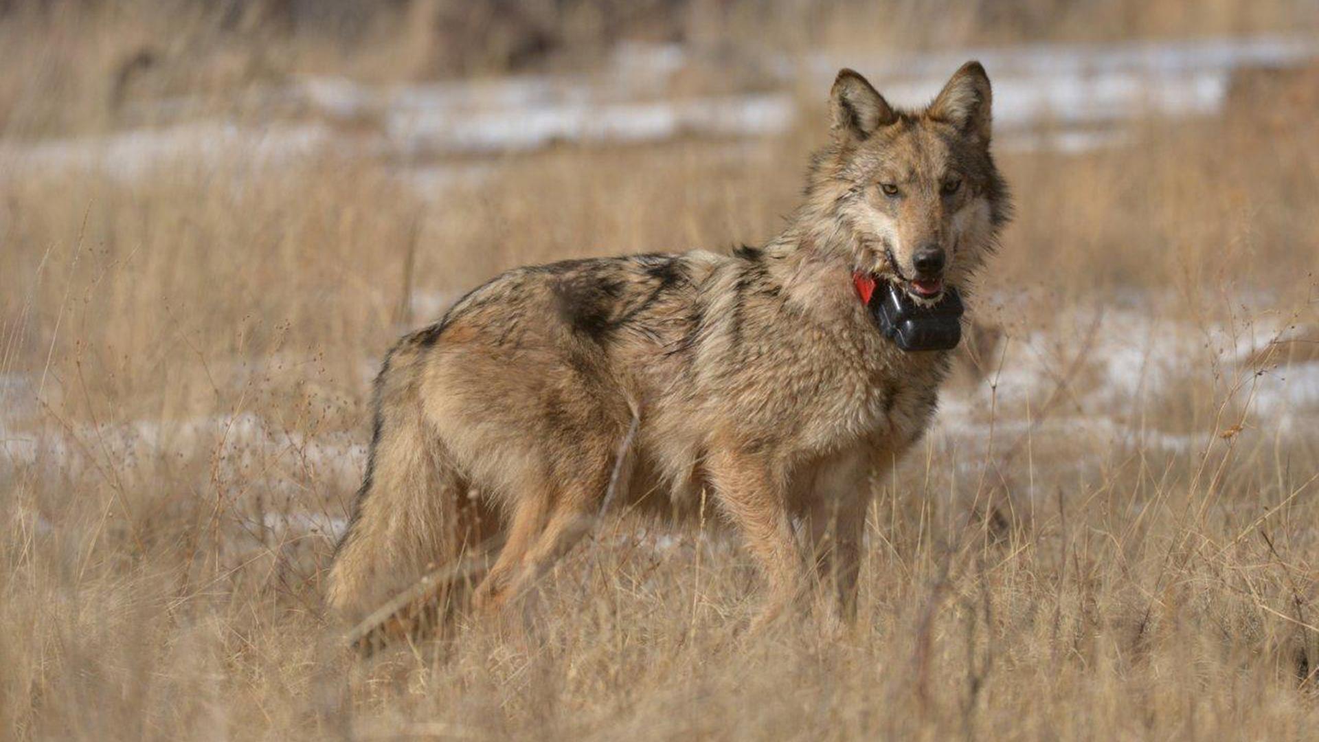 A collored Mexican Gra;y wolf in grass