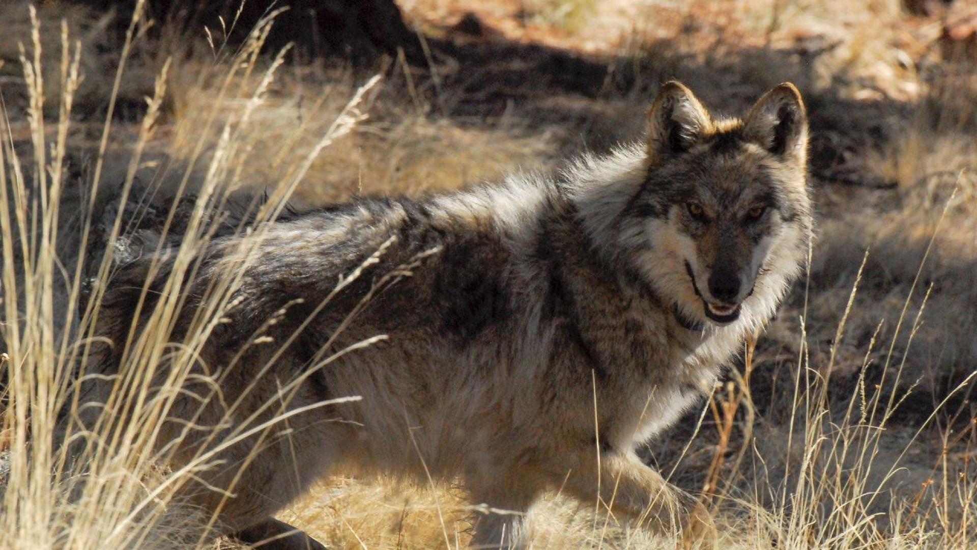 Mexican gray wolf in tall grass