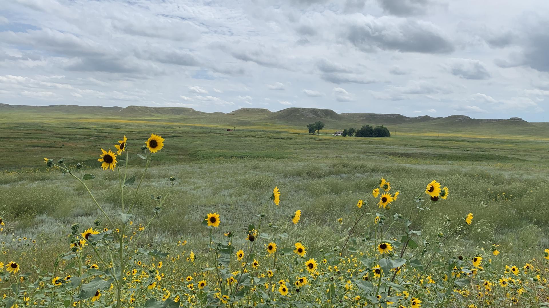 Sunflowers and grassland at Agate Fossil Beds, Nebraska