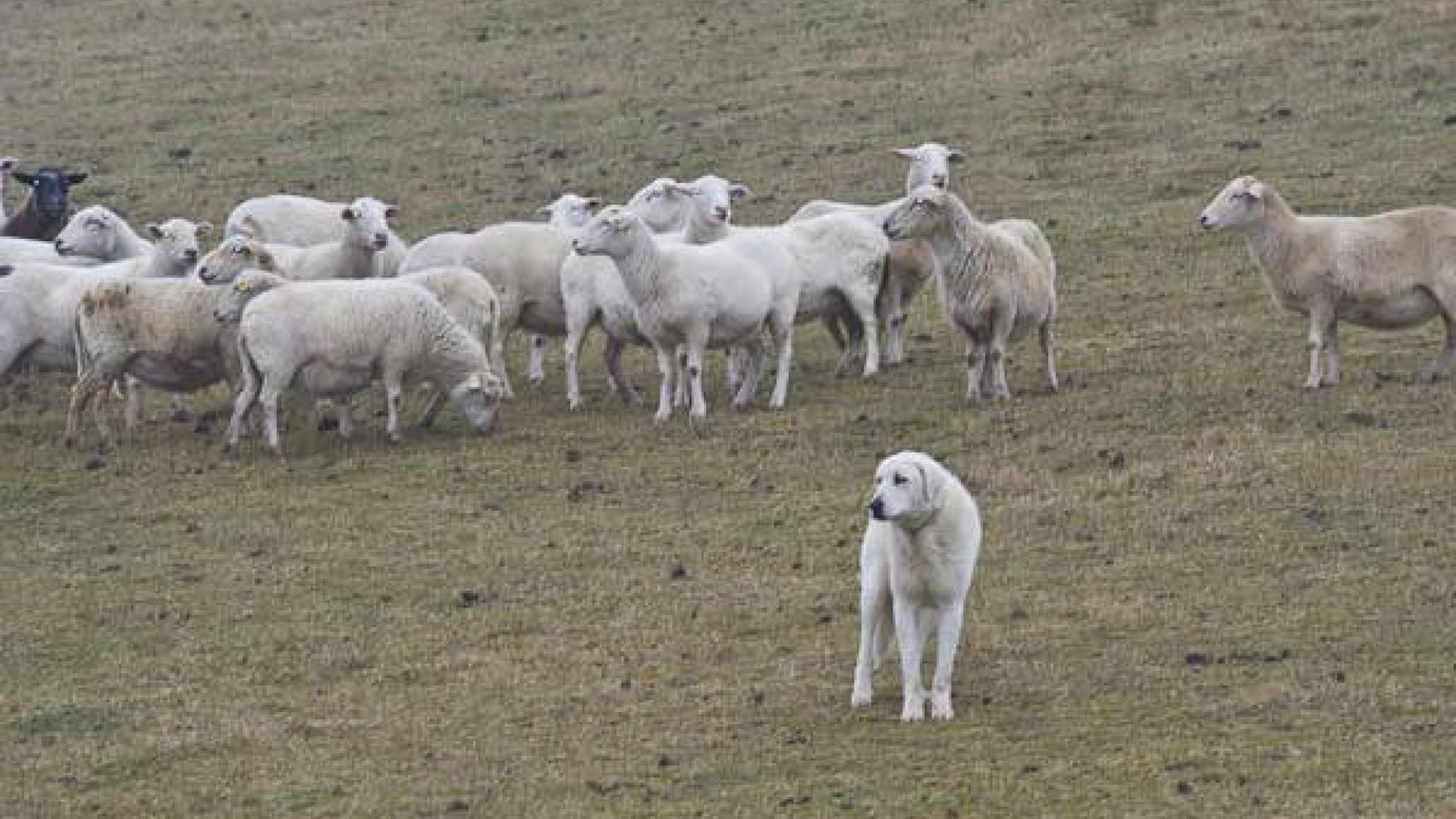 Sheepdog protecting sheep