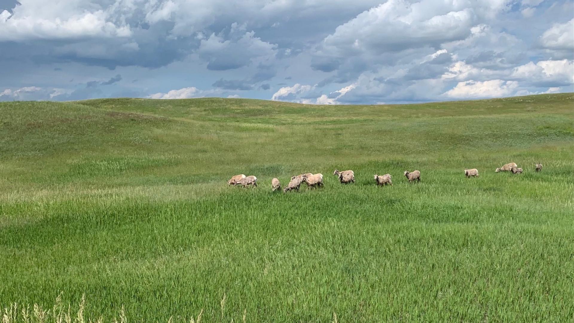 Big horn sheep in parairie grass
