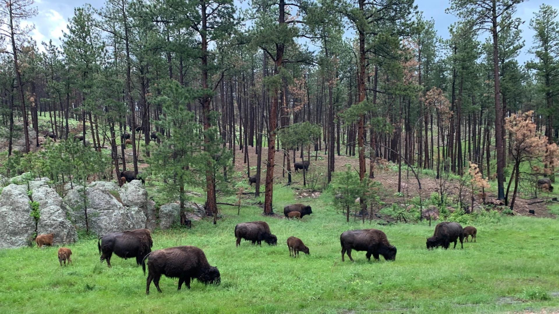 Buffalo in grass and trees