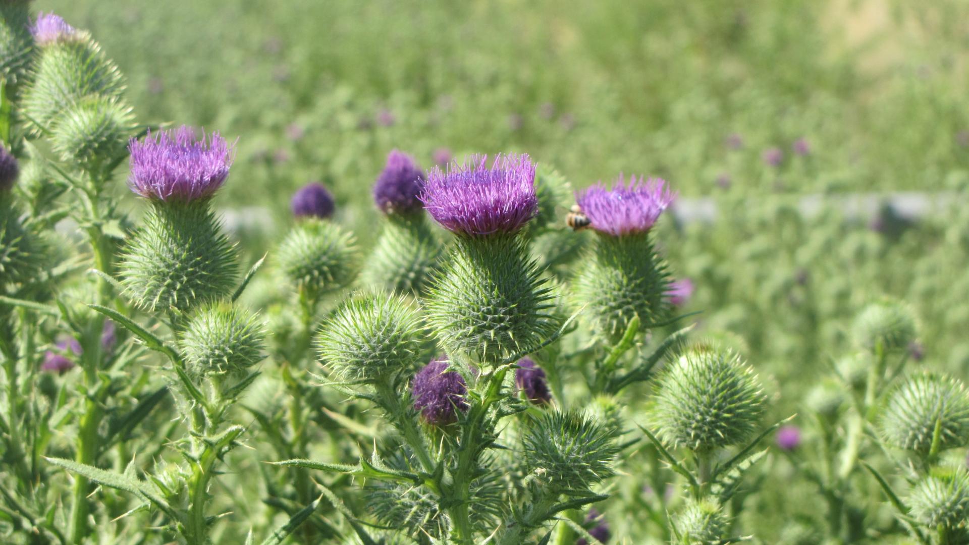 Bull thistle