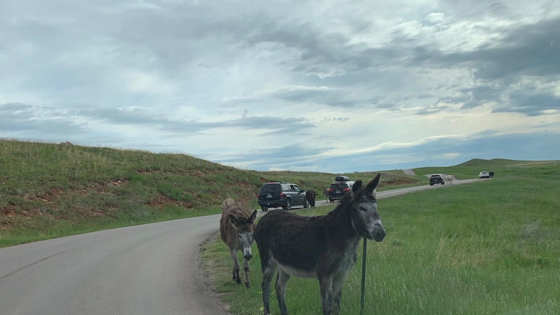 Wild burros along a road.