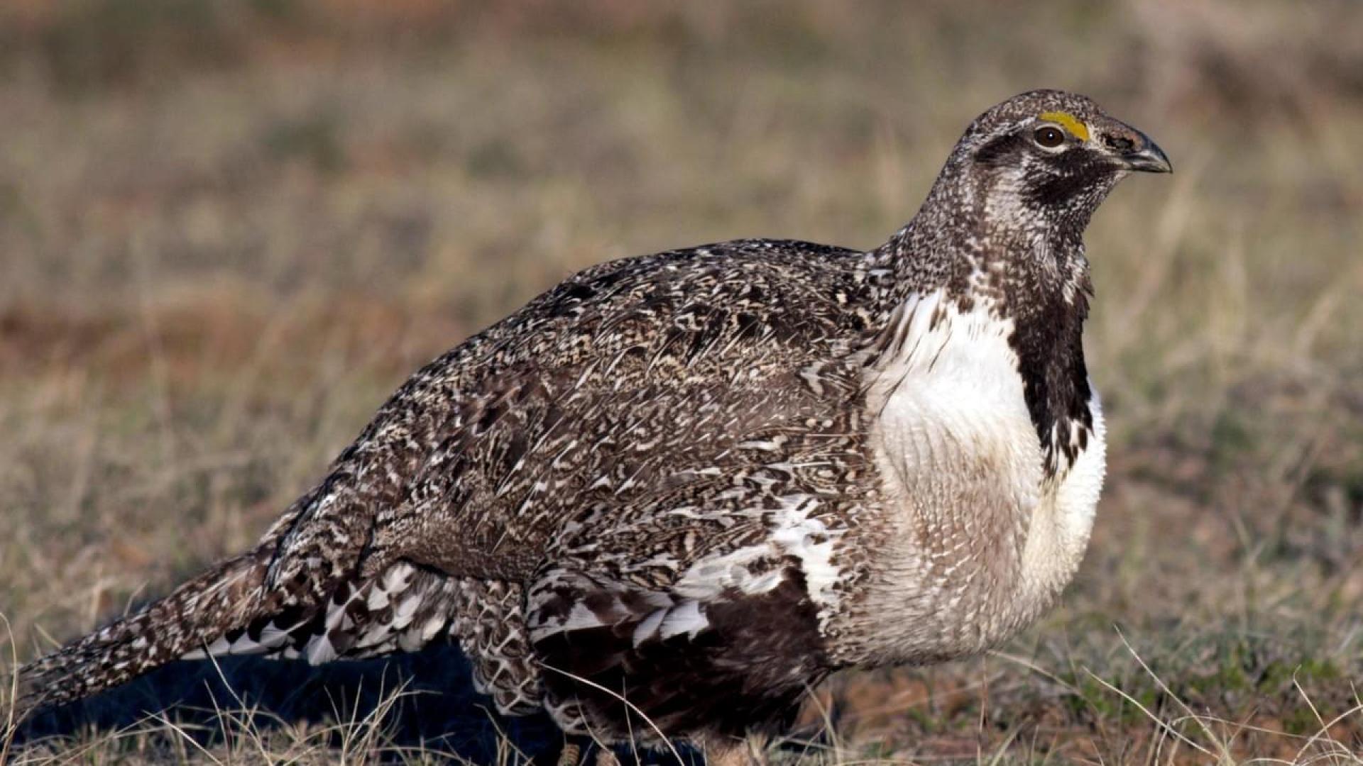 Male Greater Sage Grouse