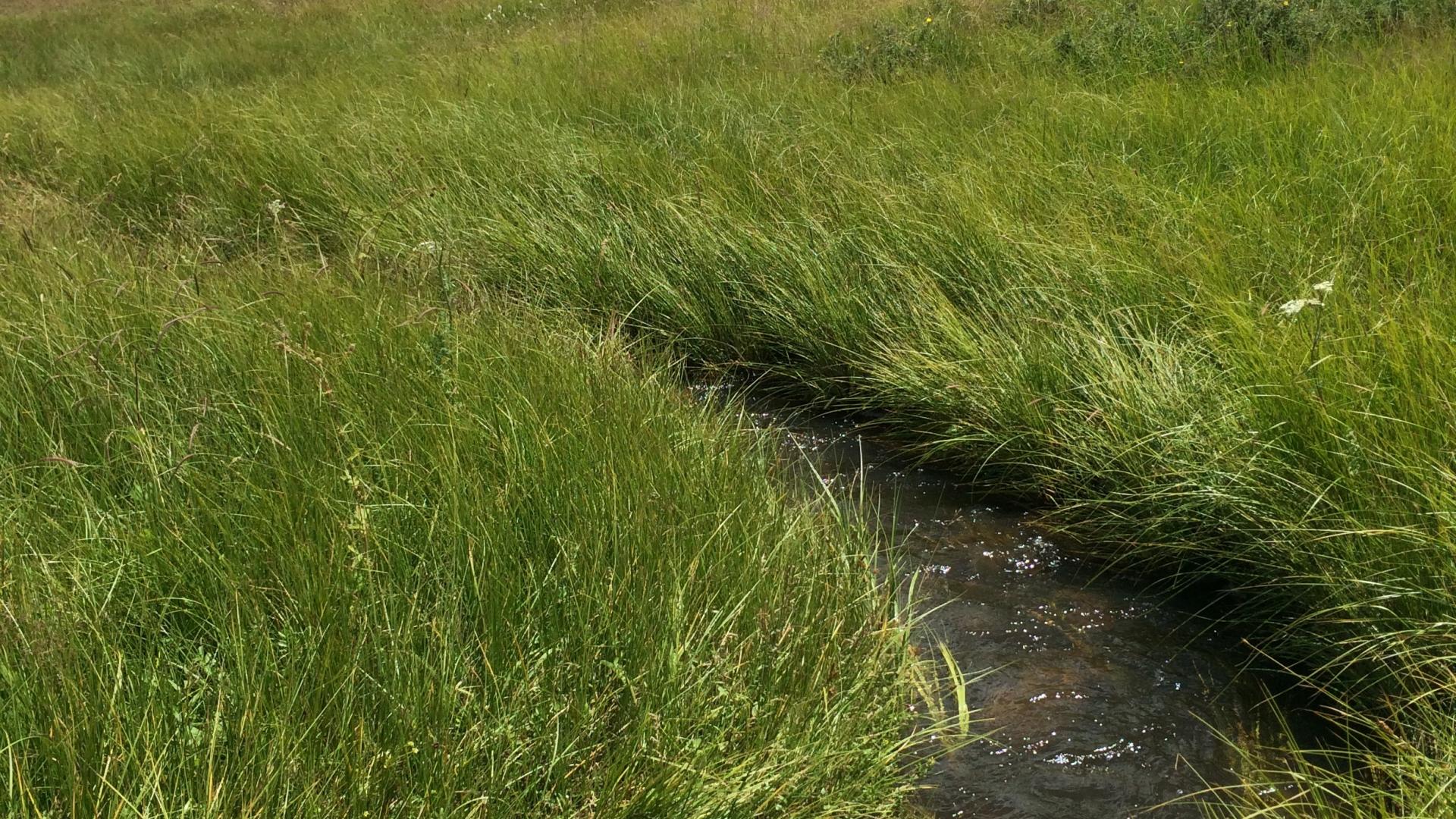 Steam in meadow with trees