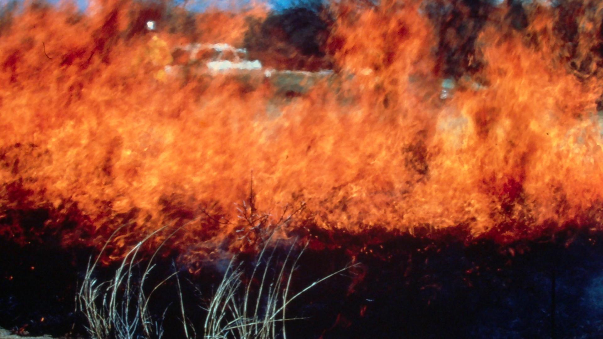 Flames in a grass fire