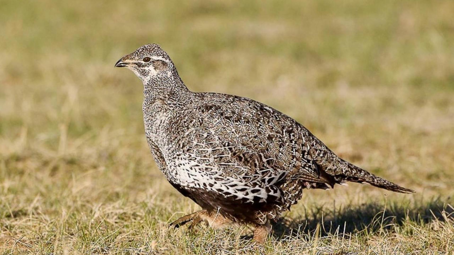 Female Greater Sage Grouse