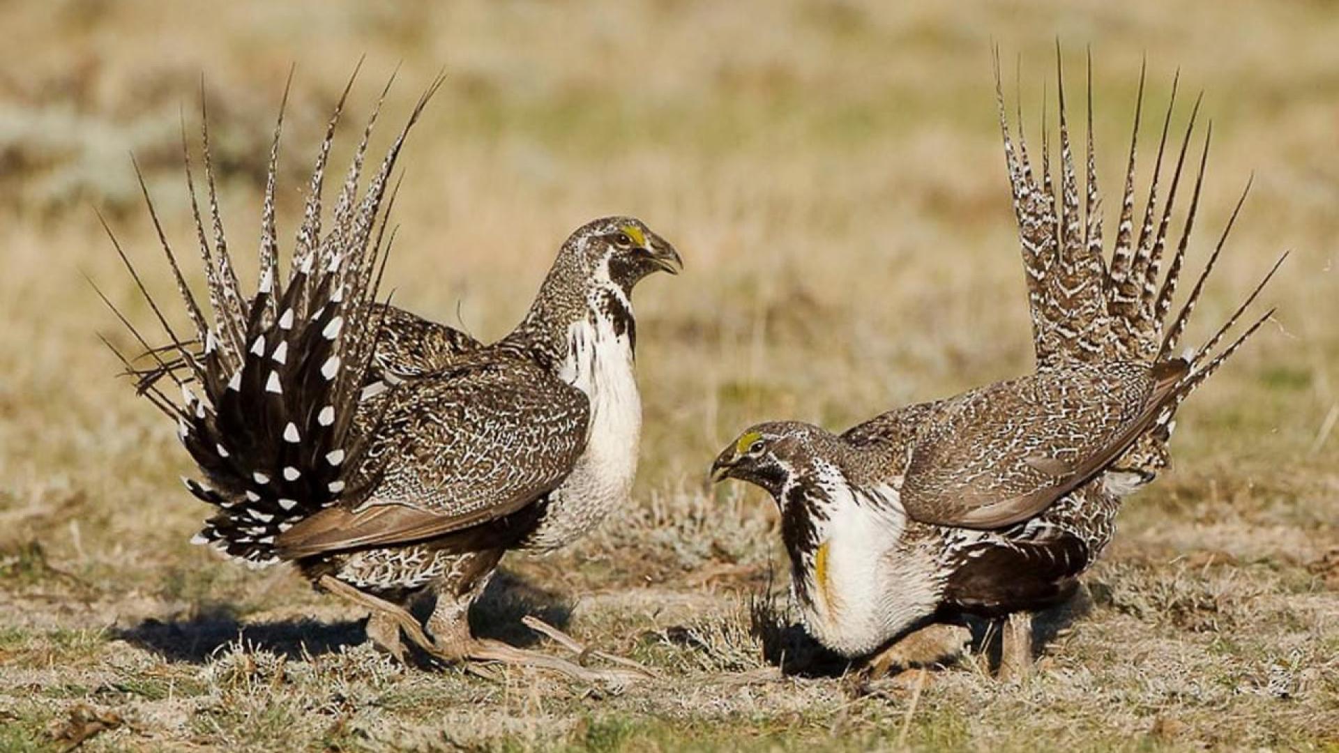 Greater Sage Grouse males courting