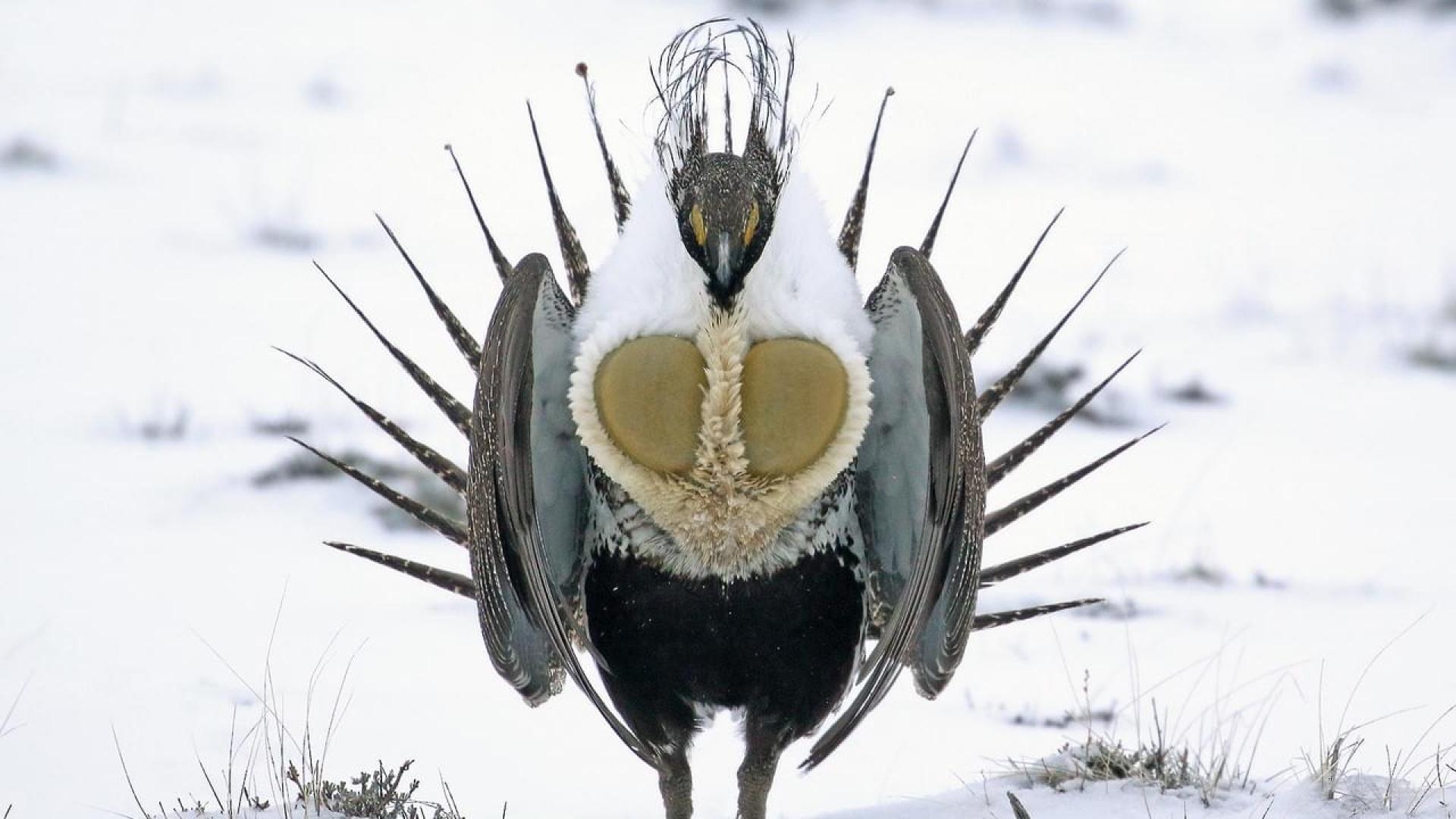 Greater Sage Grouse displaying