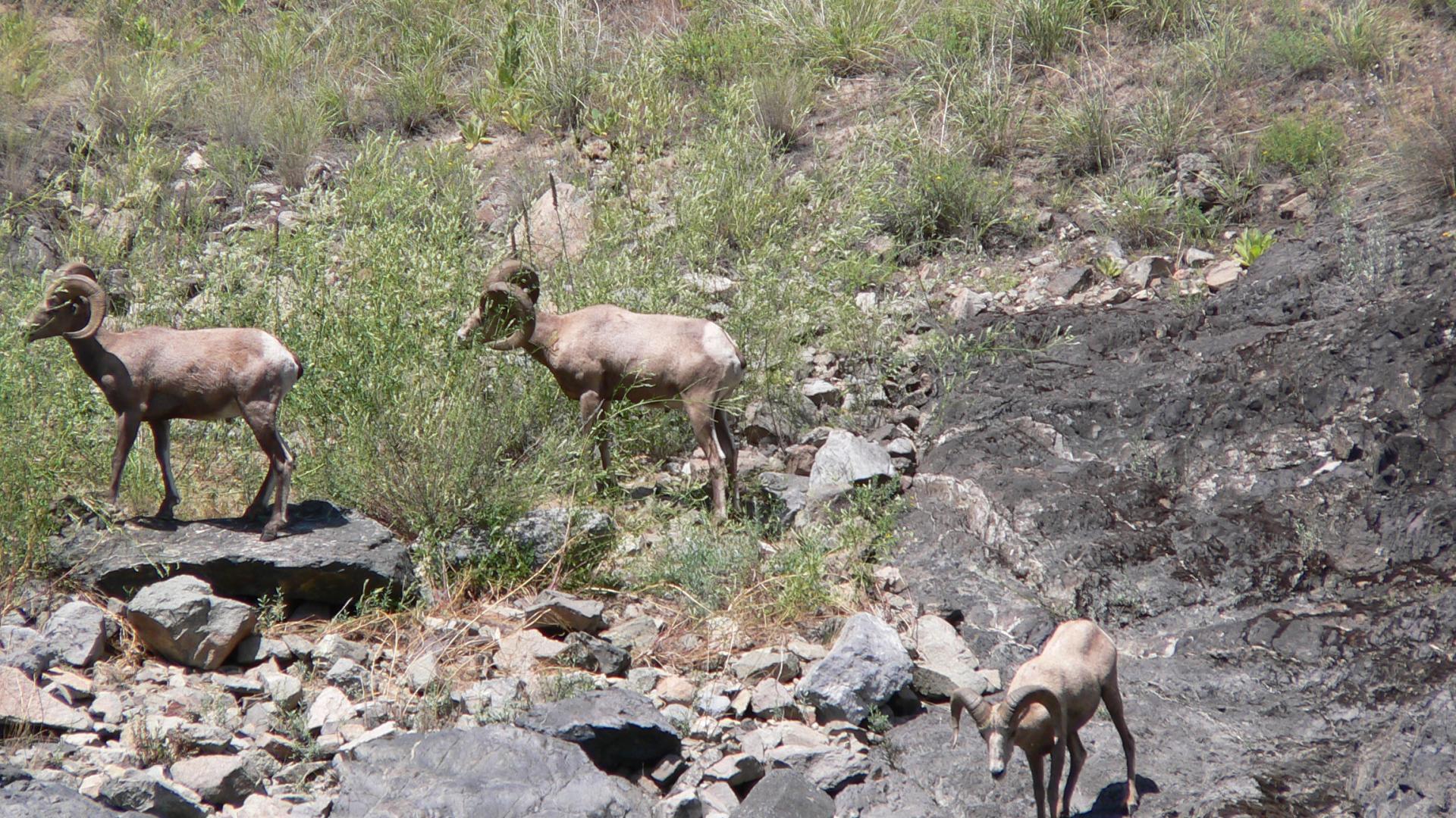 Bighorn sheep in Hells Canyon.