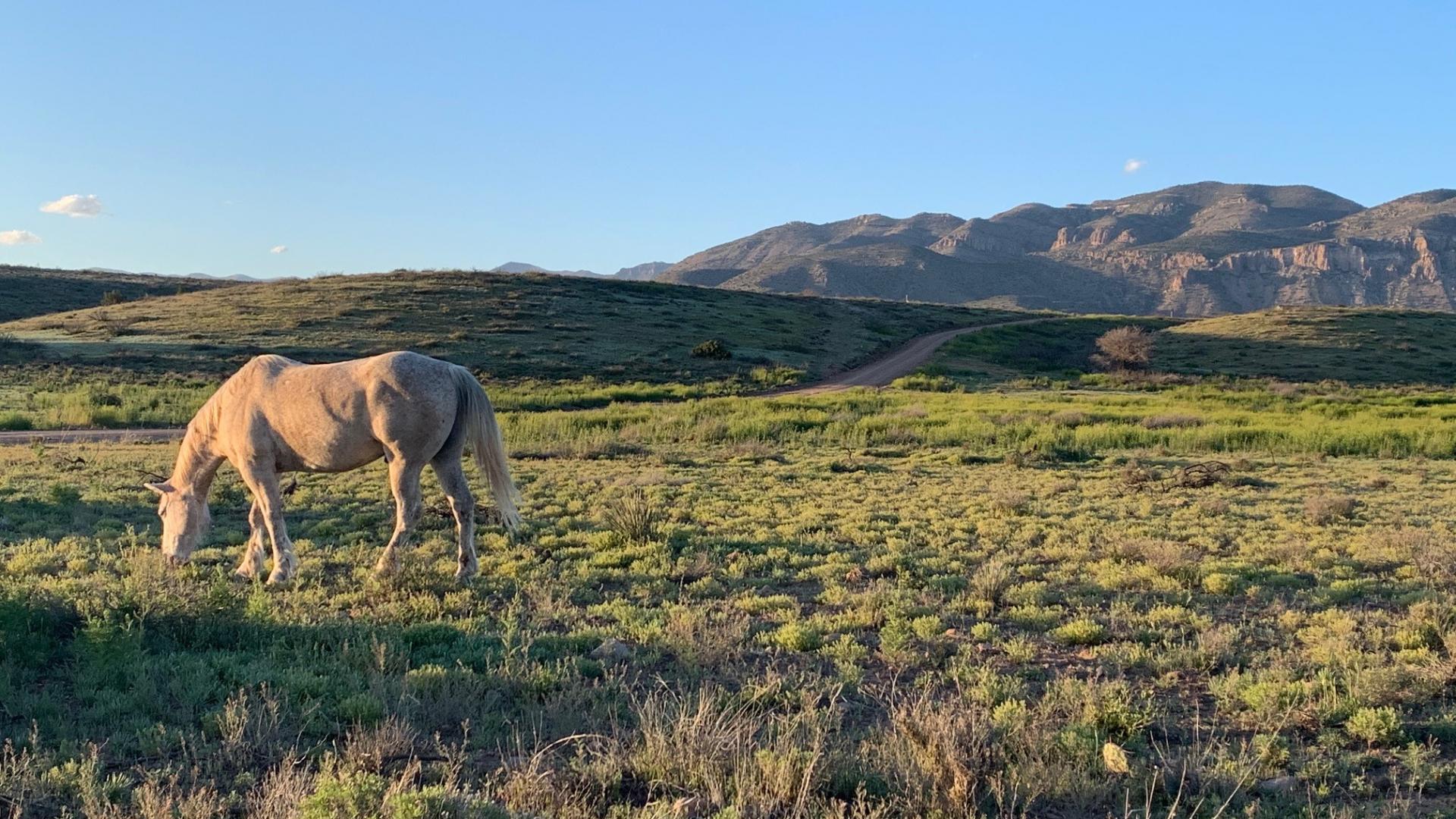 Horse grazing with Gila Wilderness in background