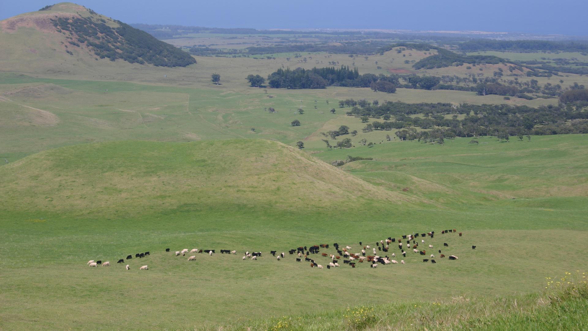 cattle grazing in grassland on Hawaii