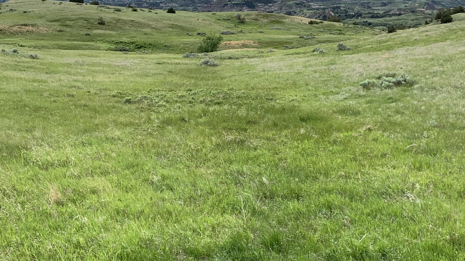 Grassland vegetation 