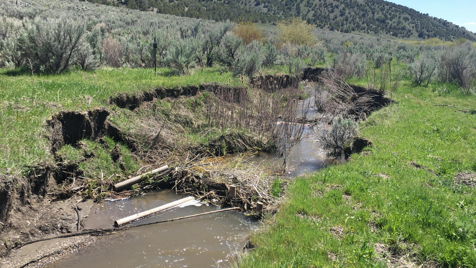 Eroded banks of a stream