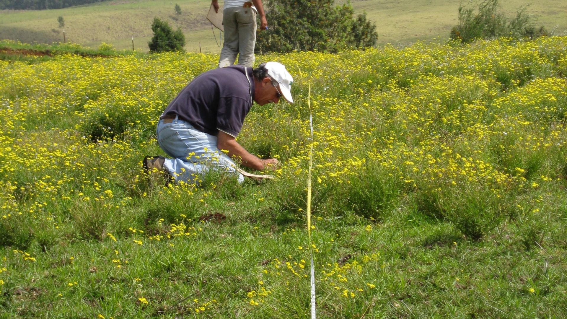 Surveying Fireweed Populations on Maui, Hawaii.