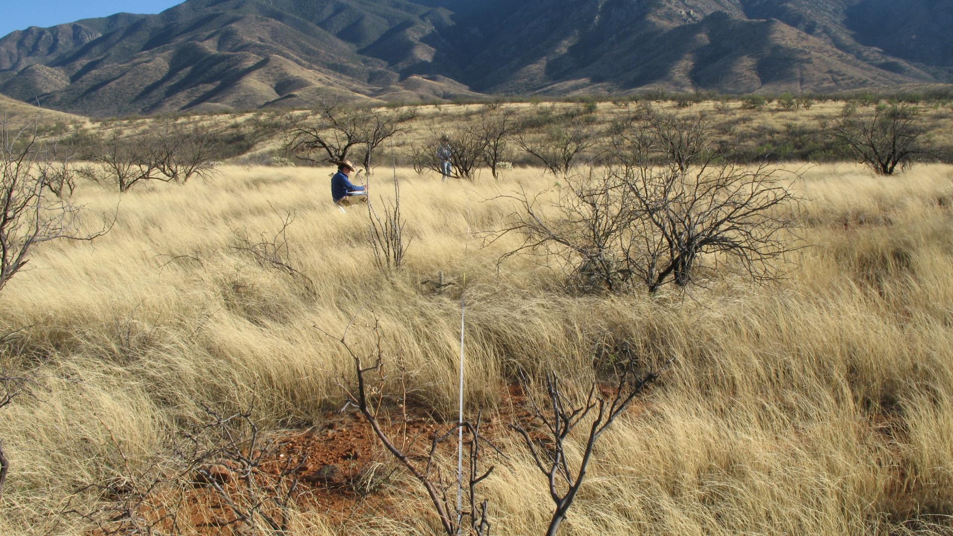 Monitoring at Santa Rita Experimental Range
