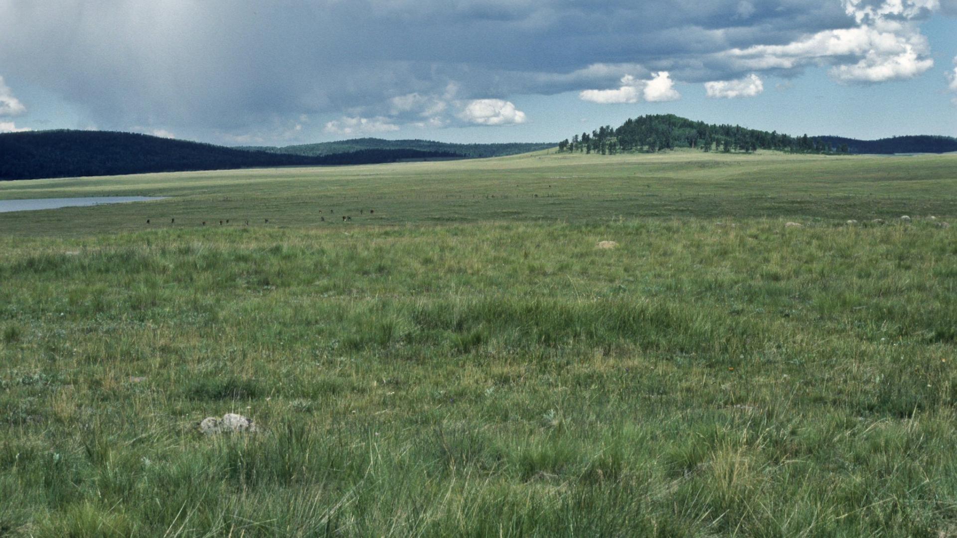 Cattle grazing in riparian area