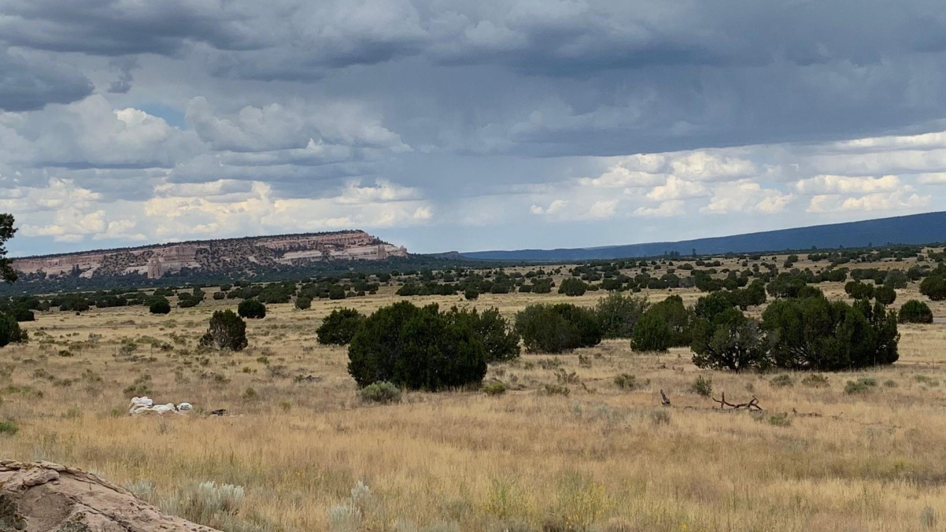 Juniper and grasses in rangelands, NM