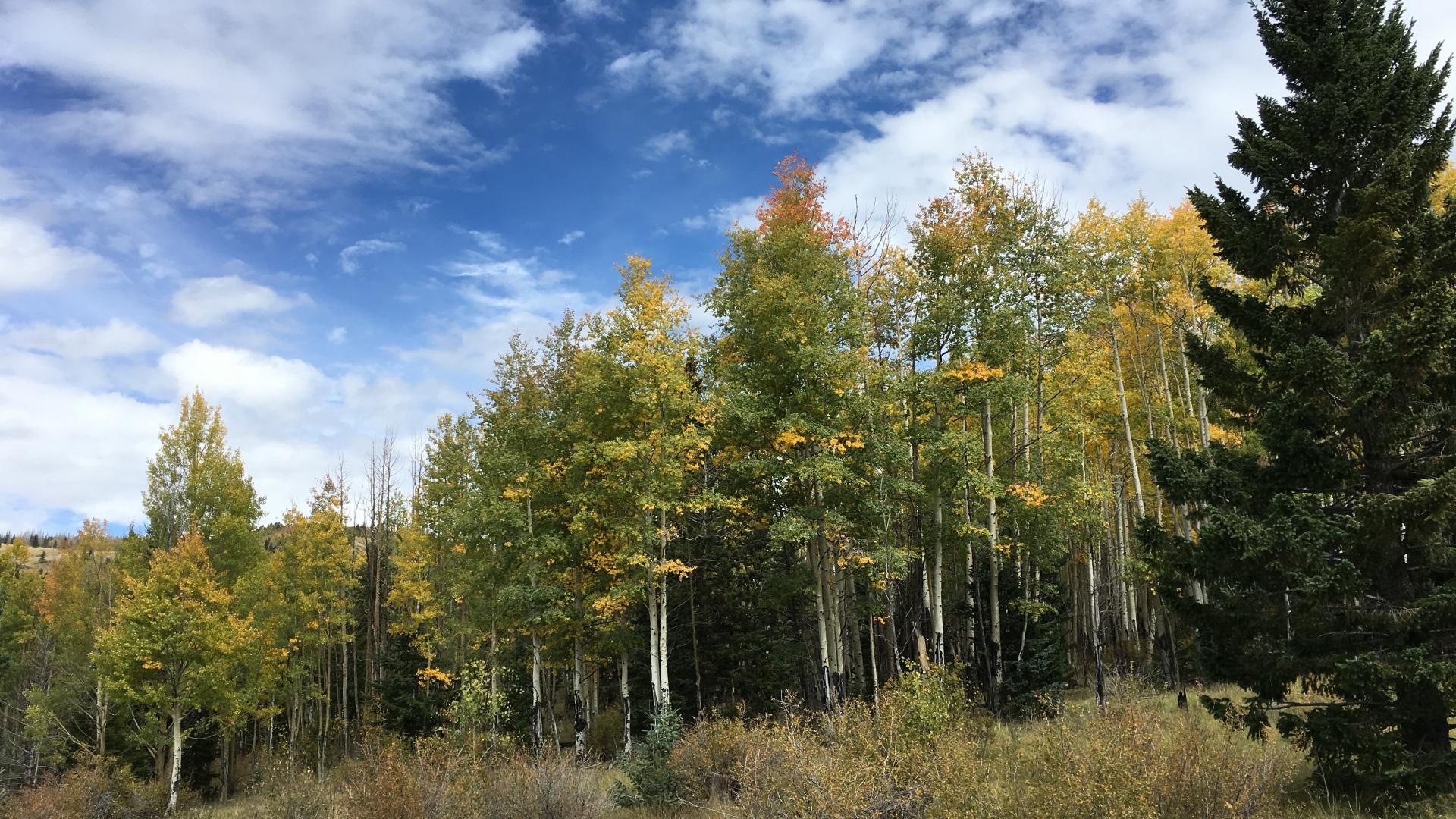 Aspen grove