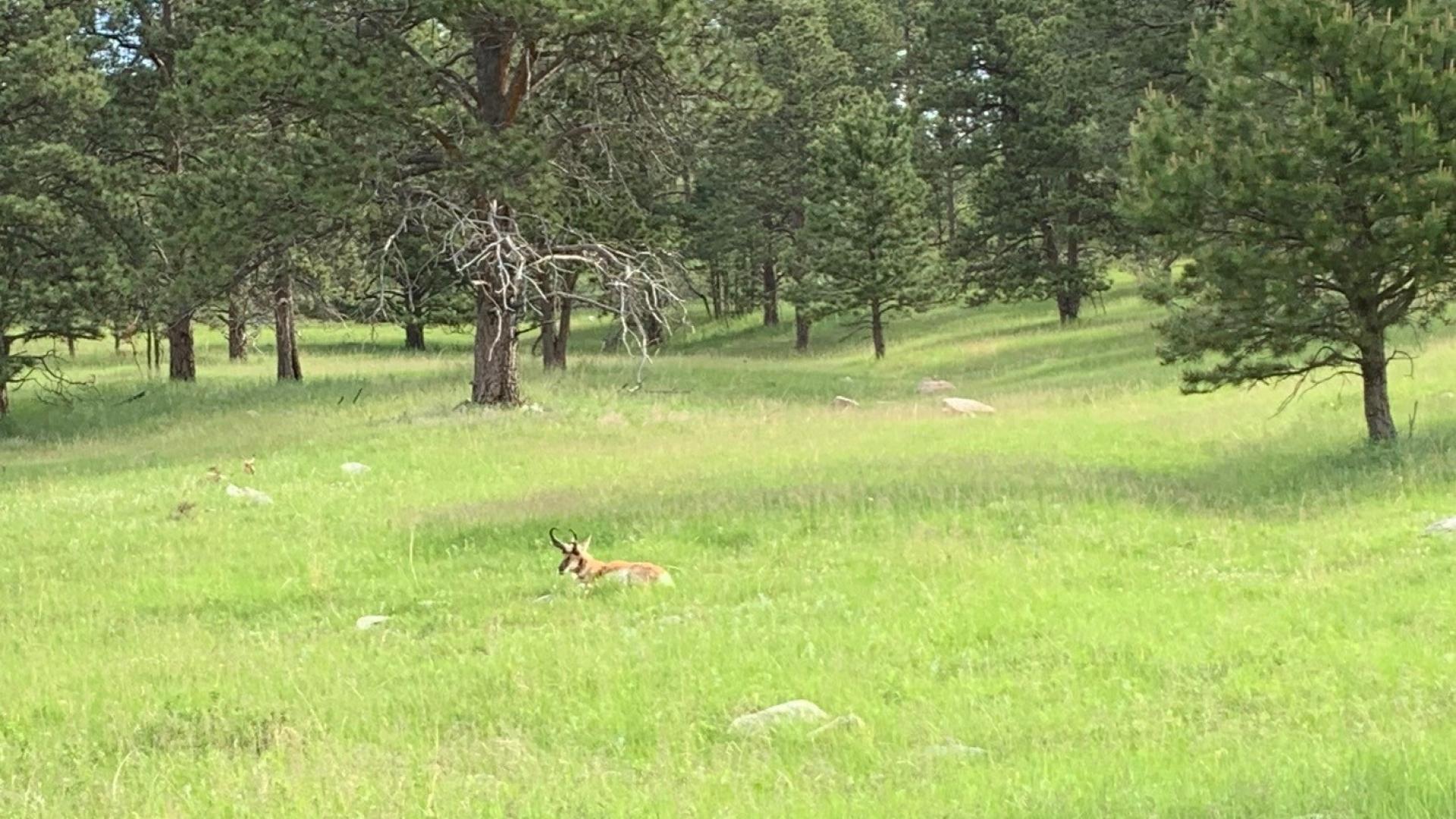 Antelope bedded down in grass - SD