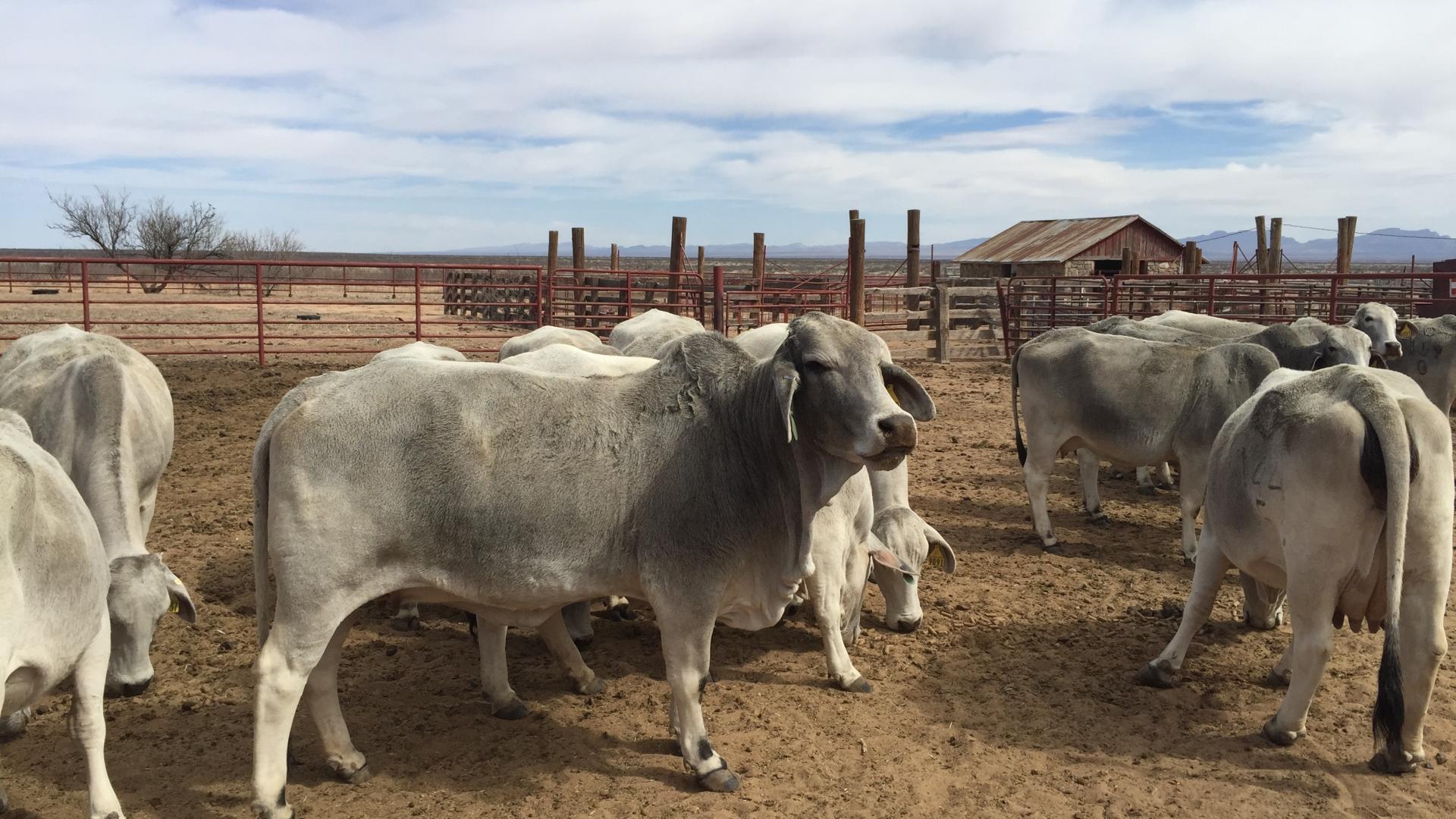 Brahman cattle