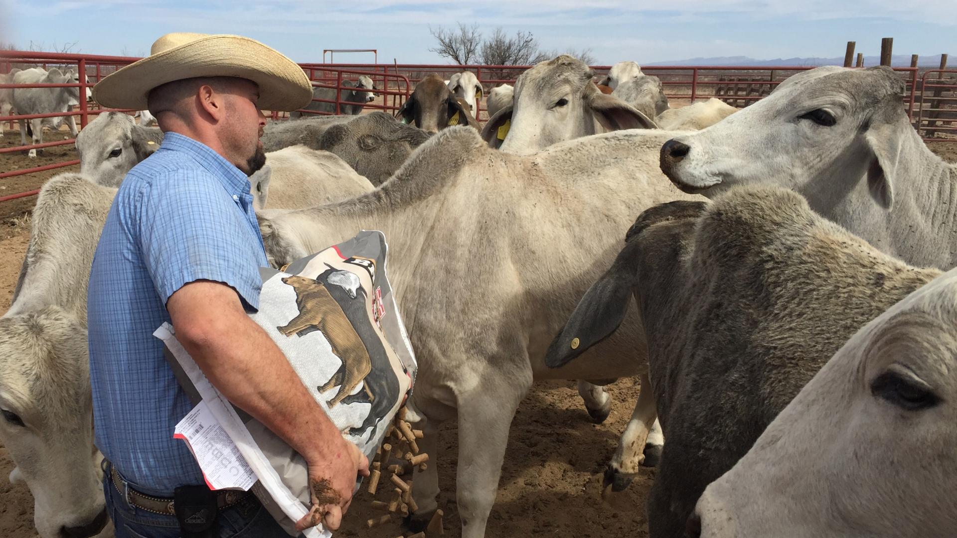 Feeding cattle